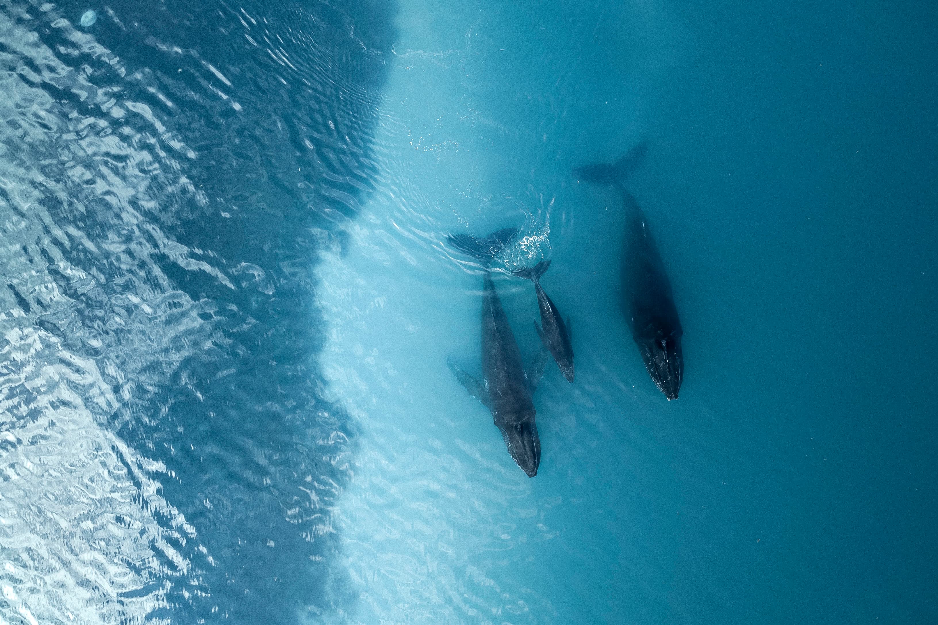 Ocean